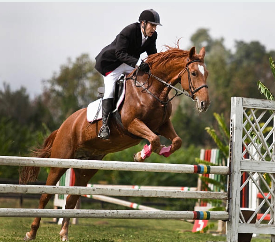 Hunter Jumper