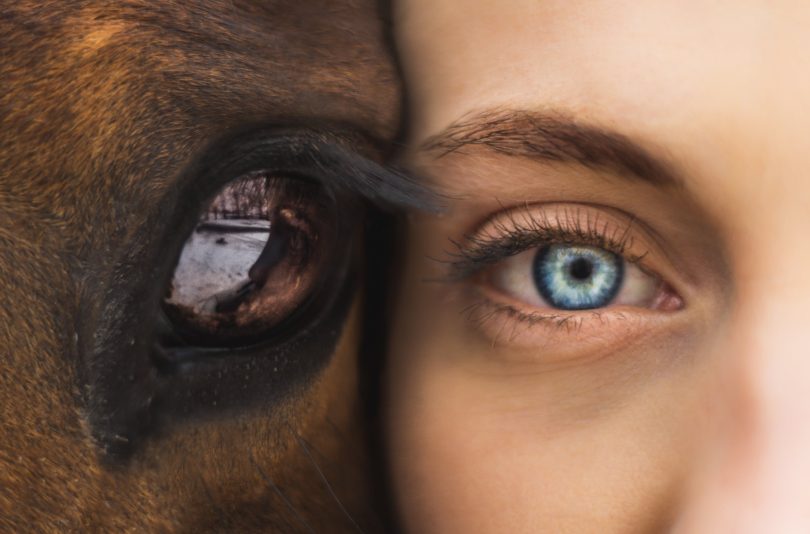 Horse and Human Eye